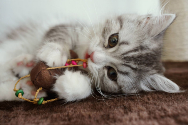 マート ロイヤルカナン ベテリナリーダイエット 猫用 ユリナリーS O オルファクトリー ライト ドライ 2kg b ペット フード 猫 キャット  療法食 gaviao.ba.gov.br