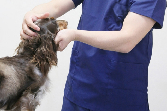 犬の療法食を取り扱う【560ショッピング】では、phコントロールなど目的に合わせて購入可能